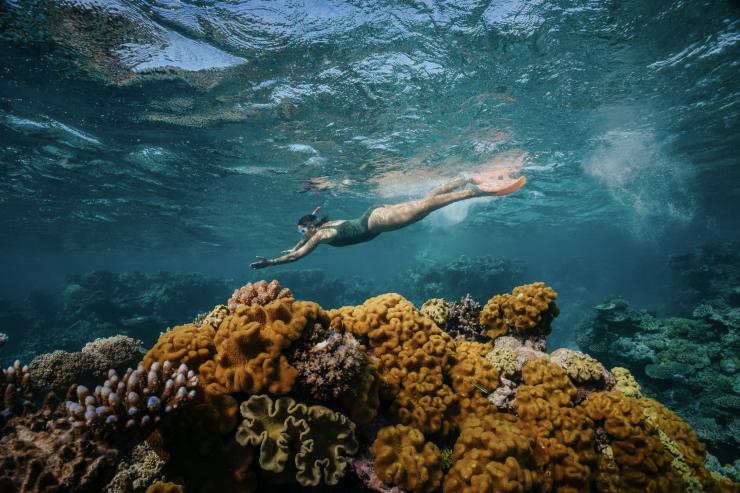 クイーンズランド州、ケアンズ、ドリームタイム・ダイブ＆シュノーケル © Tourism Australia